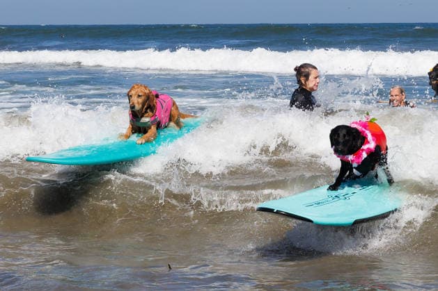 August 1, 2026, Pacifica, California, USA: Two dogs ride the waves during the 10th annual World Dog Surfing Championships at Linda Mar Beach in Pacifica, Calif. on Saturday, Aug. 1, 2026. Pacifica USA - ZUMAt176 20260801_zsp_t176_003 Copyright: xJacksonxTammariellox