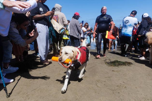 August 1, 2026, Pacifica, California, USA: Rippin Rosie, the yellow lab, walks up the beach during the 10th annual World Dog Surfing Championships at Linda Mar Beach in Pacifica, Calif. on Saturday, Aug. 1, 2026. Pacifica USA - ZUMAt176 20260801_zsp_t176_004 Copyright: xJacksonxTammariellox