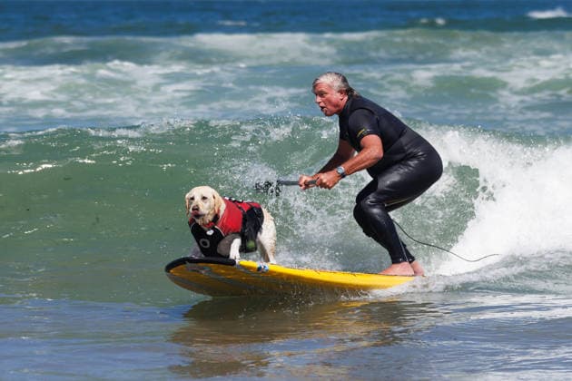August 1, 2026, Pacifica, California, USA: Rippin Rosie the yellow lab and Steve Drottar surf in tandem during the 10th annual World Dog Surfing Championships at Linda Mar Beach in Pacifica, Calif. on Saturday, Aug. 1, 2026. Pacifica USA - ZUMAt176 20260801_zsp_t176_005 Copyright: xJacksonxTammariellox