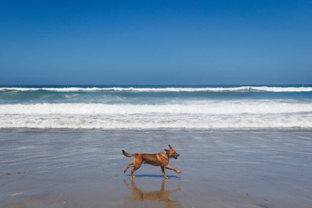 August 1, 2026, Pacifica, California, USA: A dog runs down the beach during the 10th annual World Dog Surfing Championships at Linda Mar Beach in Pacifica, Calif. on Saturday, Aug. 1, 2026. Pacifica USA - ZUMAt176 20260801_zsp_t176_010 Copyright: xJacksonxTammariellox