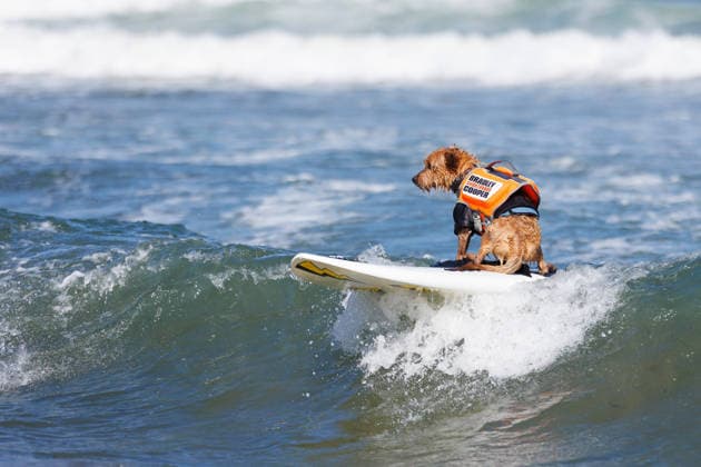 August 1, 2026, Pacifica, California, USA: Bradley Shortboard Copper surfs a wave during the 10th annual World Dog Surfing Championships at Linda Mar Beach in Pacifica, Calif. on Saturday, Aug. 1, 2026. Pacifica USA - ZUMAt176 20260801_zsp_t176_017 Copyright: xJacksonxTammariellox