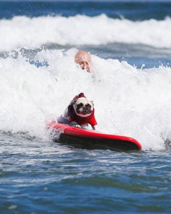 August 1, 2026, Pacifica, California, USA: Rocket the French bulldog rides a wave during the 10th annual World Dog Surfing Championships at Linda Mar Beach in Pacifica, Calif. on Saturday, Aug. 1, 2026. Pacifica USA - ZUMAt176 20260801_zsp_t176_021 Copyright: xJacksonxTammariellox
