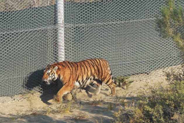 KAZAKHSTAN, ALMATY REGION - AUGUST 3, 2026: The Amur Tiger Centre releases an adult female Siberian tiger named Ymit into the Ile-Balkhash State Nature Reserve as part of a joint programme with Russia to repopulate the area with tigers, a species declared extinct in these parts decades ago. Amur Tiger Centre TASS  95754664