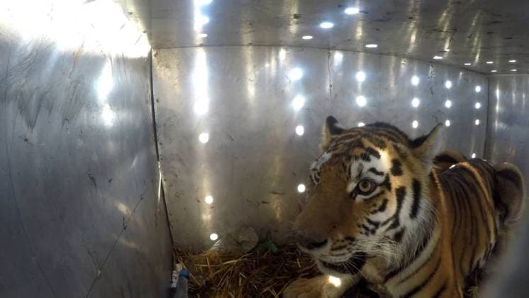 First Amur tiger given by Russia to Kazakhstan released into its natural habitat ALMATY, KAZAKHSTAN - AUGUST 03: (----EDITORIAL USE ONLY - MANDATORY CREDIT - KAZAKH MINISTRY OF ENVIRONMENT HANDOUT - NO MARKETING NO ADVERTISING CAMPAIGNS - DISTRIBUTED AS A SERVICE TO CLIENTS----) At the Ile-Balkhash Nature Reserve in the Almaty region, an adult female Amur tiger named Umit, the first of four Amur (Siberian) tigers which were handed over by Russia to Kazakhstan, is released into its natural habitat in Almaty, Kazakhstan on August 03, 2026. Kazakh Ministry of Environment Handout Anadolu Almaty Kazakhstan. Editorial use only. Please get in touch for any other usage.  Copyright: x2026xAnadoluxKazakhxMinistryxofxEnvironmentx xHandoutx