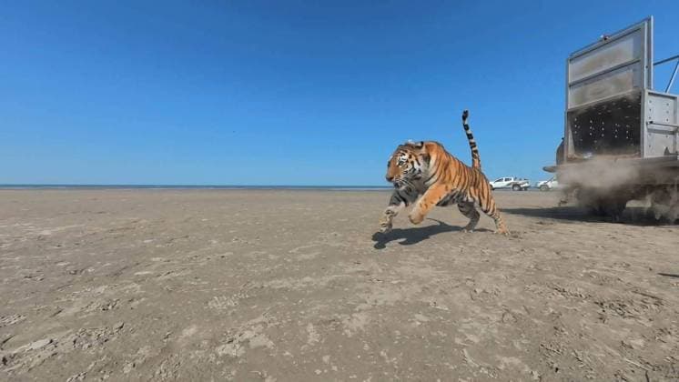 First Amur tiger given by Russia to Kazakhstan released into its natural habitat ALMATY, KAZAKHSTAN - AUGUST 03: (----EDITORIAL USE ONLY - MANDATORY CREDIT - KAZAKH MINISTRY OF ENVIRONMENT HANDOUT - NO MARKETING NO ADVERTISING CAMPAIGNS - DISTRIBUTED AS A SERVICE TO CLIENTS----) At the Ile-Balkhash Nature Reserve in the Almaty region, an adult female Amur tiger named Umit, the first of four Amur (Siberian) tigers which were handed over by Russia to Kazakhstan, is released into its natural habitat in Almaty, Kazakhstan on August 03, 2026. Kazakh Ministry of Environment Handout Anadolu Almaty Kazakhstan. Editorial use only. Please get in touch for any other usage.  Copyright: x2026xAnadoluxKazakhxMinistryxofxEnvironmentx xHandoutx