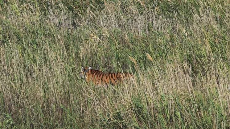 First Amur tiger given by Russia to Kazakhstan released into its natural habitat ALMATY, KAZAKHSTAN - AUGUST 03: (----EDITORIAL USE ONLY - MANDATORY CREDIT - KAZAKH MINISTRY OF ENVIRONMENT HANDOUT - NO MARKETING NO ADVERTISING CAMPAIGNS - DISTRIBUTED AS A SERVICE TO CLIENTS----) At the Ile-Balkhash Nature Reserve in the Almaty region, an adult female Amur tiger named Umit, the first of four Amur (Siberian) tigers which were handed over by Russia to Kazakhstan, is released into its natural habitat in Almaty, Kazakhstan on August 03, 2026. Kazakh Ministry of Environment Handout Anadolu Almaty Kazakhstan. Editorial use only. Please get in touch for any other usage.  Copyright: x2026xAnadoluxKazakhxMinistryxofxEnvironmentx xHandoutx