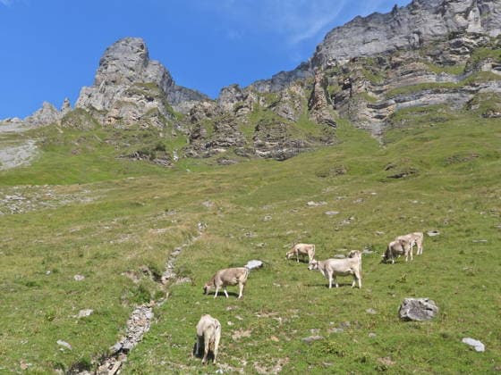 04.08.2026 Schweiz Lanwirtschaft,Trockenheit .Die Schweiz trocknet aus. Bild ,Alpkuehe auf der suche nach Futter, Bergbach ist ausgetrocknet, *** August 4, 2026 Switzerland Agriculture, Drought Switzerland is drying up. Photo: Alpine cows searching for food; a mountain stream has dried up, 