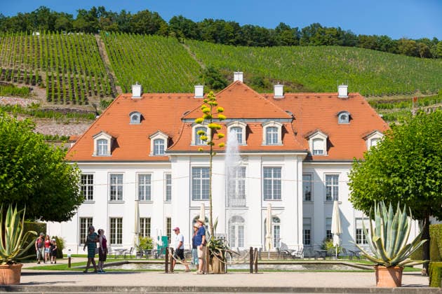 Ein seltenes Naturschauspiel ist momentan am Schloss Wackerbarth zu sehen. Eine Agave hat einen etwa 7m hohen Blütenstand und zieht mit ihren Blüten viele Insekten an. Radebeul, Sachsen, Deutschland *** A rare natural spectacle can currently be seen at Wackerbarth Castle. An agave has an inflorescence about 7 meters high, and its flowers are attracting many insects. Radebeul, Saxony, Germany