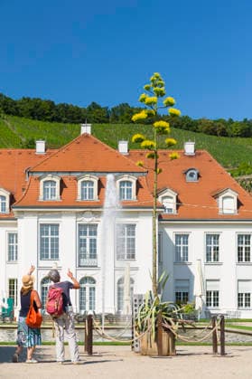 Ein seltenes Naturschauspiel ist momentan am Schloss Wackerbarth zu sehen. Eine Agave hat einen etwa 7m hohen Blütenstand und zieht mit ihren Blüten viele Insekten an. Radebeul, Sachsen, Deutschland *** A rare natural spectacle can currently be seen at Wackerbarth Castle. An agave has an inflorescence about 7 meters high, and its flowers are attracting many insects. Radebeul, Saxony, Germany