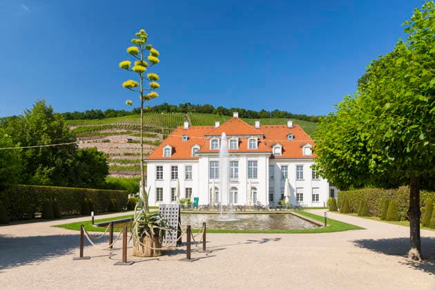 Ein seltenes Naturschauspiel ist momentan am Schloss Wackerbarth zu sehen. Eine Agave hat einen etwa 7m hohen Blütenstand und zieht mit ihren Blüten viele Insekten an. Radebeul, Sachsen, Deutschland *** A rare natural spectacle can currently be seen at Wackerbarth Castle. An agave has an inflorescence about 7 meters high, and its flowers are attracting many insects. Radebeul, Saxony, Germany