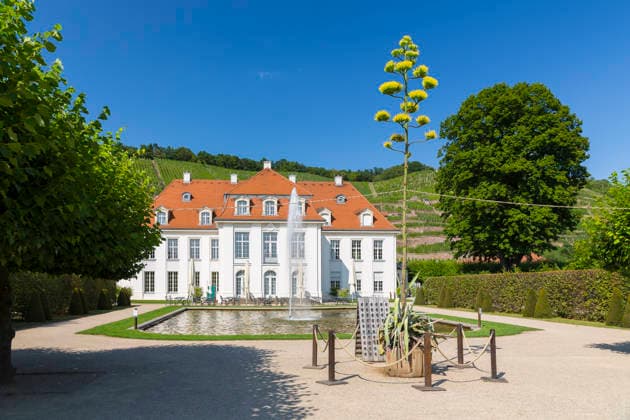 Ein seltenes Naturschauspiel ist momentan am Schloss Wackerbarth zu sehen. Eine Agave hat einen etwa 7m hohen Blütenstand und zieht mit ihren Blüten viele Insekten an. Radebeul, Sachsen, Deutschland *** A rare natural spectacle can currently be seen at Wackerbarth Castle. An agave has an inflorescence about 7 meters high, and its flowers are attracting many insects. Radebeul, Saxony, Germany