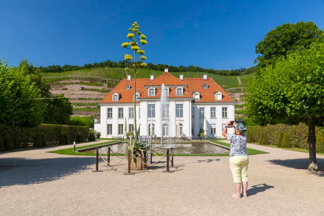 Ein seltenes Naturschauspiel ist momentan am Schloss Wackerbarth zu sehen. Eine Agave hat einen etwa 7m hohen Blütenstand und zieht mit ihren Blüten viele Insekten an. Radebeul, Sachsen, Deutschland *** A rare natural spectacle can currently be seen at Wackerbarth Castle. An agave has an inflorescence about 7 meters high, and its flowers are attracting many insects. Radebeul, Saxony, Germany