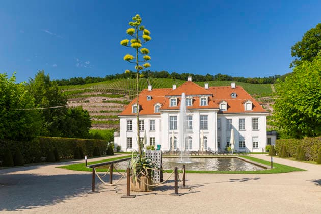 Ein seltenes Naturschauspiel ist momentan am Schloss Wackerbarth zu sehen. Eine Agave hat einen etwa 7m hohen Blütenstand und zieht mit ihren Blüten viele Insekten an. Radebeul, Sachsen, Deutschland *** A rare natural spectacle can currently be seen at Wackerbarth Castle. An agave has an inflorescence about 7 meters high, and its flowers are attracting many insects. Radebeul, Saxony, Germany