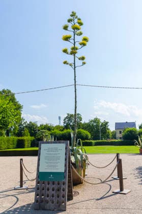 Ein seltenes Naturschauspiel ist momentan am Schloss Wackerbarth zu sehen. Eine Agave hat einen etwa 7m hohen Blütenstand und zieht mit ihren Blüten viele Insekten an. Radebeul, Sachsen, Deutschland *** A rare natural spectacle can currently be seen at Wackerbarth Castle. An agave has an inflorescence about 7 meters high, and its flowers are attracting many insects. Radebeul, Saxony, Germany