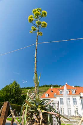 Ein seltenes Naturschauspiel ist momentan am Schloss Wackerbarth zu sehen. Eine Agave hat einen etwa 7m hohen Blütenstand und zieht mit ihren Blüten viele Insekten an. Radebeul, Sachsen, Deutschland *** A rare natural spectacle can currently be seen at Wackerbarth Castle. An agave has an inflorescence about 7 meters high, and its flowers are attracting many insects. Radebeul, Saxony, Germany