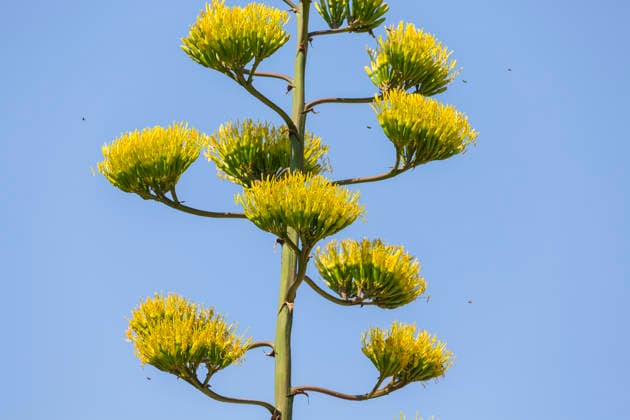 Ein seltenes Naturschauspiel ist momentan am Schloss Wackerbarth zu sehen. Eine Agave hat einen etwa 7m hohen Blütenstand und zieht mit ihren Blüten viele Insekten an. Radebeul, Sachsen, Deutschland *** A rare natural spectacle can currently be seen at Wackerbarth Castle. An agave has an inflorescence about 7 meters high, and its flowers are attracting many insects. Radebeul, Saxony, Germany