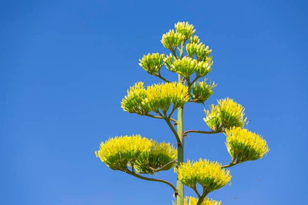 Ein seltenes Naturschauspiel ist momentan am Schloss Wackerbarth zu sehen. Eine Agave hat einen etwa 7m hohen Blütenstand und zieht mit ihren Blüten viele Insekten an. Radebeul, Sachsen, Deutschland *** A rare natural spectacle can currently be seen at Wackerbarth Castle. An agave has an inflorescence about 7 meters high, and its flowers are attracting many insects. Radebeul, Saxony, Germany