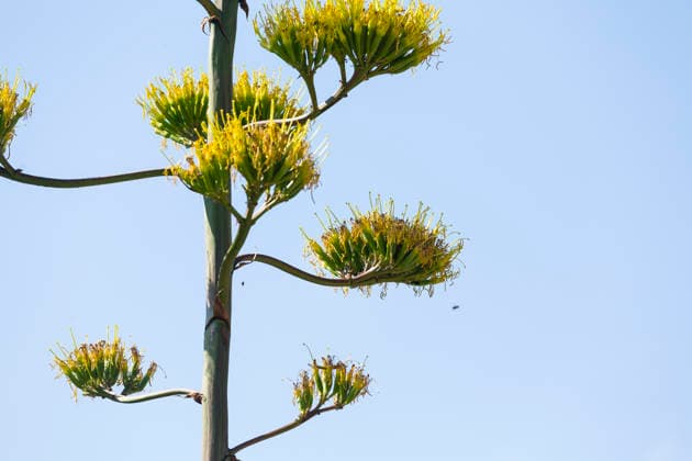 Ein seltenes Naturschauspiel ist momentan am Schloss Wackerbarth zu sehen. Eine Agave hat einen etwa 7m hohen Blütenstand und zieht mit ihren Blüten viele Insekten an. Radebeul, Sachsen, Deutschland *** A rare natural spectacle can currently be seen at Wackerbarth Castle. An agave has an inflorescence about 7 meters high, and its flowers are attracting many insects. Radebeul, Saxony, Germany