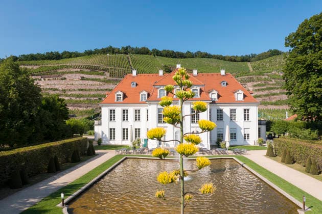Ein seltenes Naturschauspiel ist momentan am Schloss Wackerbarth zu sehen. Eine Agave hat einen etwa 7m hohen Blütenstand und zieht mit ihren Blüten viele Insekten an. Radebeul, Sachsen, Deutschland *** A rare natural spectacle can currently be seen at Wackerbarth Castle. An agave has an inflorescence about 7 meters high, and its flowers are attracting many insects. Radebeul, Saxony, Germany