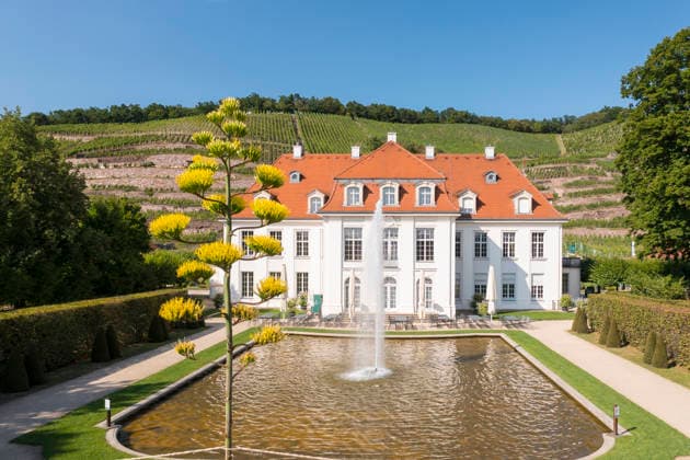Ein seltenes Naturschauspiel ist momentan am Schloss Wackerbarth zu sehen. Eine Agave hat einen etwa 7m hohen Blütenstand und zieht mit ihren Blüten viele Insekten an. Radebeul, Sachsen, Deutschland *** A rare natural spectacle can currently be seen at Wackerbarth Castle. An agave has an inflorescence about 7 meters high, and its flowers are attracting many insects. Radebeul, Saxony, Germany
