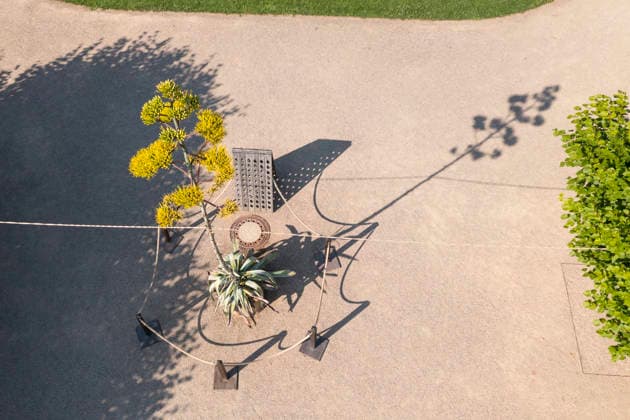 Ein seltenes Naturschauspiel ist momentan am Schloss Wackerbarth zu sehen. Eine Agave hat einen etwa 7m hohen Blütenstand und zieht mit ihren Blüten viele Insekten an. Radebeul, Sachsen, Deutschland *** A rare natural spectacle can currently be seen at Wackerbarth Castle. An agave has an inflorescence about 7 meters high, and its flowers are attracting many insects. Radebeul, Saxony, Germany