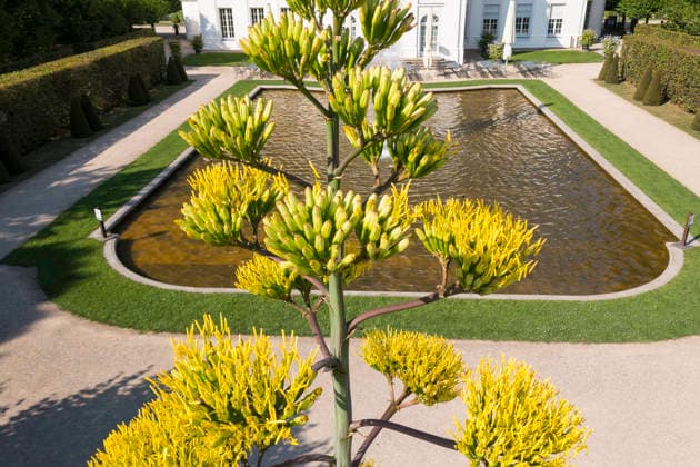 Ein seltenes Naturschauspiel ist momentan am Schloss Wackerbarth zu sehen. Eine Agave hat einen etwa 7m hohen Blütenstand und zieht mit ihren Blüten viele Insekten an. Radebeul, Sachsen, Deutschland *** A rare natural spectacle can currently be seen at Wackerbarth Castle. An agave has an inflorescence about 7 meters high, and its flowers are attracting many insects. Radebeul, Saxony, Germany