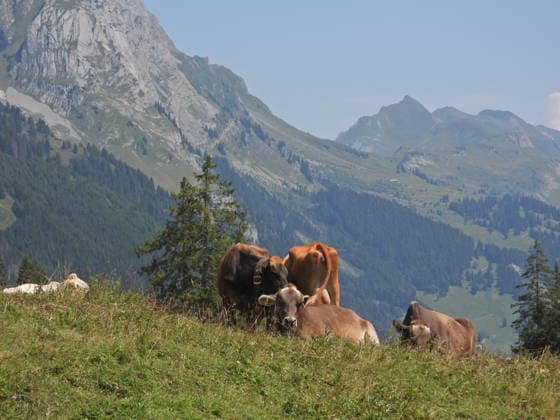 04.08.2026 Schweiz Lanwirtschaft,Trockenheit .Die Schweiz trocknet aus. Bild ,Alpkuehe aufeiner Alp im Bisisthal. *** August 4, 2026 Switzerland Agriculture, Drought Switzerland is drying up. Photo: Alpine cows on an alp in the Bisisthal valley 