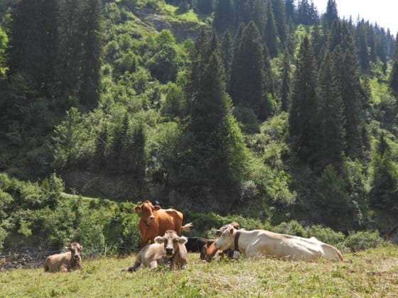 04.08.2026 Schweiz Lanwirtschaft,Trockenheit .Die Schweiz trocknet aus. Bild ,Alpkuehe aufeiner Alp im Bisisthal. *** August 4, 2026 Switzerland Agriculture, Drought Switzerland is drying up. Photo: Alpine cows on an alp in the Bisisthal valley 