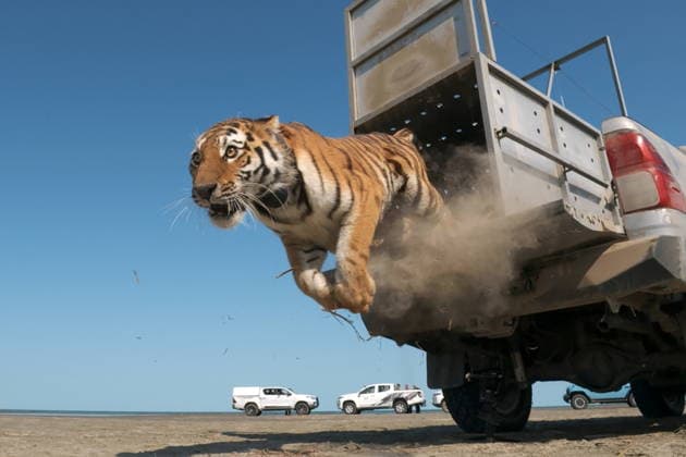 News Bilder des Tages #2 KAZAKHSTAN, ALMATY REGION - AUGUST 3, 2026: The Amur Tiger Centre releases an adult female Siberian tiger named Ymit into the Ile-Balkhash State Nature Reserve as part of a joint programme with Russia to repopulate the area with tigers, a species declared extinct in these parts decades ago. Amur Tiger Centre TASS  95767935