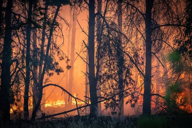 Waldbrand im Naturschutzgebiet Bos bei Venlo ** NUR FÜR REDAKTIONELLE ZWECKE ** EDITORIAL USE ONLY **<p>Niederländische Feuerwehren bekämpfen am Montag,03.August.2026, einen Waldbrand im Naturschutzgebiet Bos bei Venlo. Deutschland NRW Venlo Copyright: KaixKitschenberg *** Forest Fire in the Bos Nature Reserve near Venlo ** FOR EDITORIAL USE ONLY ** EDITORIAL USE ONLY ** p Dutch fire departments are battling a forest fire on Monday, August 3, 2026, in the Bos Nature Reserve near Venlo, Germany, North Rhine-Westphalia, Venlo. Copyright KaixKitschenberg Copyright: KaixKitschenberg doc8704uwpukgg1lx1oijli ,EDITORIAL USE ONLY