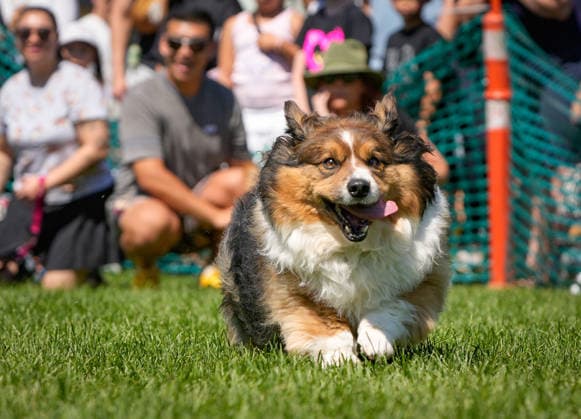 News Bilder des Tages #2 (260804) -- COQUITLAM, Aug. 4, 2026 -- A corgi competes during the BC Fast & Furriest Races at Town Centre Park in Coquitlam, British Columbia, Canada, on Aug. 3, 2026. (Photo by Xinhua) CANADA-COQUITLAM-DOG RACES LiangxSen 