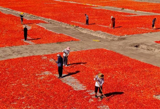 BOZHOU, CHINA - AUGUST 03: Farmers dry chili peppers at a planting cooperative on August 3, 2026 in Bozhou, Anhui Province of China. Local farmers are working to harvest, dry, sort and supply chili peppers to the market during the peak season.  Copyright: xVCGx 111657903050