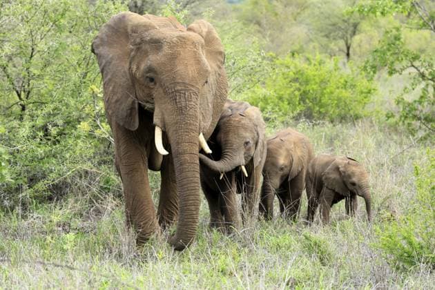 Creative Highlights World Afrikanischer Elefant (Loxodonta africana), adult, weiblich, Jungtiere, Nahrungssuche, Sozialverhalten, Krüger Nationalpark, Kruger Nationalpark Kruger Nationalpark, Südafrika African elephant (Loxodonta africana), adult, female, calves, foraging, social behaviour, Kruger National Park, Kruger National Park, South Africa Copyright: imageBROKER Jürgenx&xChristinexS ibxsox18657522.jpg