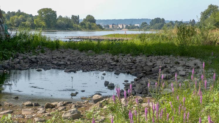 Die Pegel sinken weiter. Anhaltende Trockenheit verschärft das Niedrigwasser an den deutschen Flüssen weiter. Betroffen ist auch die Elbe bei Dresden. In Dresden zeigte die Pegelanzeige am Dienstagnachmittag nur noch 40 cm an. Die Dampfschifffahrt steht fast komplett still und sitzt auf dem Trockenen. Einheimische gehen mitten in der Elbe, auf kleinen Inseln, baden. Dort, wo eigentlich die Elbe entlang fließt, ist mittlerweile viel Wildwuchs entstanden. Und auch aus Tschechien kommt kaum Wasser nach. Die Situation wird mit Tag zu Tag immer dramatischer. Dresden Sachsen Deutschland *** Water levels continue to drop. Persistent drought is further exacerbating low water levels in German rivers. The Elbe near Dresden is also affected. In Dr