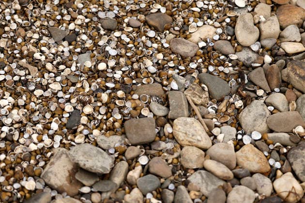 Muscheln und Steine liegen im ausgetrockneten Teil des Flussbett. Der Rheinpegel ist in Köln und Bonn auf einem Rekordtief. Viele Rheinwiesen sind verdorrt und versteppt und der sonst so stolze Fluss hat sich tief in sein Bett zurückgezogen, gibt den Blick auf trockene Ufer frei. Der Pegel lag am Wochenende mit 67 cm so tief wie noch nie seit der Messung. (Themenbild, Symbolbild) Köln, 29.07.2026 NRW Deutschland *** Shells and stones lie in the dried-up part of the riverbed. The Rhine’s water level in Cologne and Bonn is at a record low. Many of the Rhine’s floodplains have withered and turned into steppe, and the river—usually so mighty—has retreated deep into its bed, revealing dry banks. At 67 cm, the water level over the weekend was Copyright: xChristophxHardtx