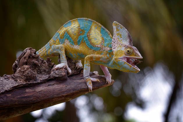 Creative Highlights World Vibrant veiled chameleon eating an insect on a branch Jakarta, Jakarta, Indonesia CR_DIOE260803-2094812-01 ,model released, Symbolfoto ,property released