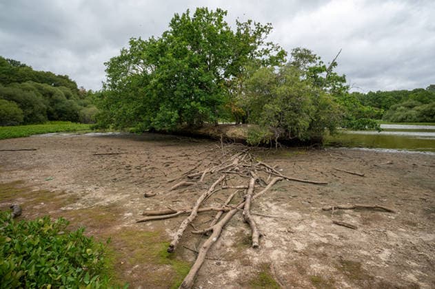 August 4, 2026, Epsom, Surrey, United Kingdom: The Stew Pond on Epsom Common has partly dried up after weeks of exceptionally dry weather during the UK s fourth heatwave of the summer. As temperatures begin to ease, signaling the end of the UK s fourth heat wave of the summer, the impact of weeks of exceptional heat remains visible across Surrey. The South East is still on the brink of drought, with parched fields, scorched grassland and dried landscapes reflecting one of the driest summers in recent years. The prolonged lack of rainfall continues to affect the countryside, wildlife and local water resources. Epsom United Kingdom  - ZUMAs197 20260804_aaa_s197_087 Copyright: xJamesxWilloughbyx