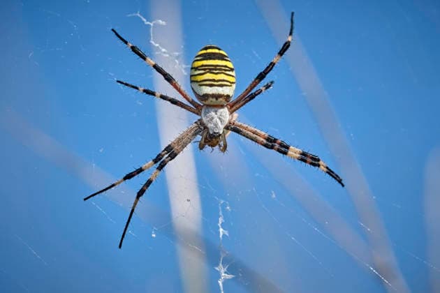 Creative Highlights World Wespenspinne ( Argiope bruennichi ). Wespenspinne ( Argiope bruennichi ). 20260803MIC0332 *** Wasp spider Argiope bruennichi Wasp spider Argiope bruennichi 20260803MIC0332
