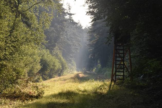 05.08.2026 Waldweg Deutschland Niedersachsen Landkreis Gifhorn Südheide Samtgemeinde Wesendorf zwischen Schönewörde und Platendorf Waldstück Waldweg Lichtung Bäume am Wegrand am Morgen Gegenlicht Nebel Dunst rechts ein Hochsitz Jagdkanzel *** August 5, 2026 Forest path, Germany, Lower Saxony, Gifhorn District, Südheide, Wesendorf Joint Municipality, between Schönewörde and Platendorf, wooded area, forest path, clearing, trees along the path, morning, backlit, fog, haze, a hunting blind on the right