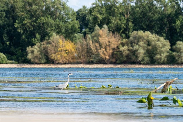 Niedrigwasser am Rhein bei Oestrich-Winkel Der Pegel des Rheins erreicht einen historischen Tiefstand. Nachdem der Pegel Kaub in den vergangenen 24 Stunden erneut um acht Zentimeter gefallen war, erreichte er am Mittwochnachmittag, 05.08.2026, erstmalig den Stand von 18 cm. Kurzzeitig wurden sogar 17 cm Pegelstand erreicht. Bereits seit Wochen ist die Schifffahrt durch den Wassermangel erheblich behindert. Der heutige Tiefstand dürfte die Situation noch verschärfen. Oestrich-Winkel Hessen Deutschland *** Low Water Levels on the Rhine Near Oestrich-Winkel The Rhine’s water level has reached a historic low. After the water level at Kaub had fallen another eight centimeters over the past 24 hours, it reached August 5, 2026, the level reache