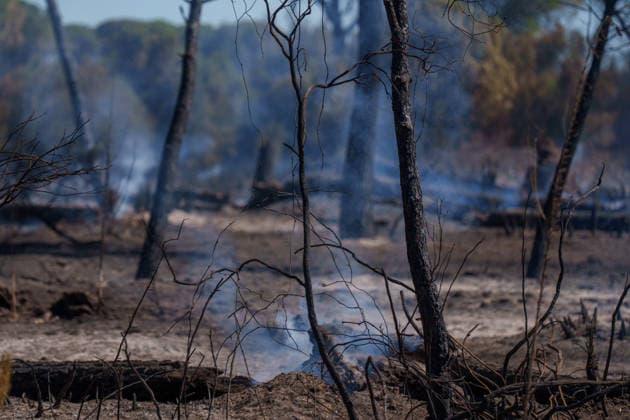 Forest Fire Reported in Lucena del Puerto, Huelva Areas Affected by the Forest Fire in the Municipality of Lucena del Puerto, Huelva As of August 6, 2026, in Lucena del Puerto, Huelva, Andalusia, Spain. About thirty firefighters from the Infoca Plan worked through the early hours of Thursday, August 6, to combat the wildfire that broke out on the afternoon of Wednesday, August 5, in the Santa Catalina area of the municipality of Lucena del Puerto, Huelva, which is affecting an area of pine forest and scrubland. AUGUST 6, 2026 Francisco J Lucena del Puerto, Huelva, Andalusia Lucena del Puerto, Huelva, Andalusia, Spain  Copyright: xFranciscoxJ.xOlmox 7703603