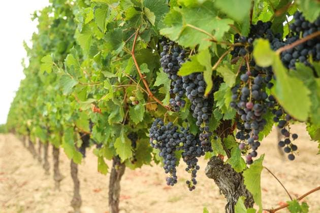 Historically Early Harvest for Crémants PHOTOPQR SUD OUEST Photo by Fabien Cottereau Sauveterre de Guyenne Aug. 6, 2026 Historically Early Harvest for Crémants Sauveterre de Guyenne, France, Aug. 6, 2026 Historically early harvest for Crémants Sauveterre de Guyenne, Gironde, France  Copyright: xPHOTOPQR SUDxOUEST MAXPPPxPhotoxFabienxCottereaux 20260806SDO1759 20260806SDO1759