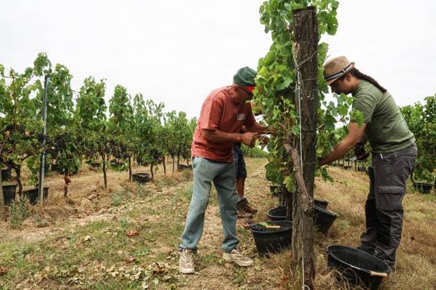 Historically Early Harvest for Crémants PHOTOPQR SUD OUEST Photo by Fabien Cottereau Sauveterre de Guyenne Aug. 6, 2026 Historically Early Harvest for Crémants Sauveterre de Guyenne, France, Aug. 6, 2026 Historically early harvest for Crémants Sauveterre de Guyenne, Gironde, France  Copyright: xPHOTOPQR SUDxOUEST MAXPPPxPhotoxFabienxCottereaux 20260806SDO1762 20260806SDO1762