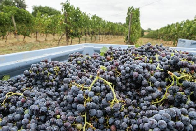 Historically Early Harvest for Crémants PHOTOPQR SUD OUEST Photo by Fabien Cottereau Sauveterre de Guyenne Aug. 6, 2026 Historically Early Harvest for Crémants Sauveterre de Guyenne, France, Aug. 6, 2026 Historically early harvest for Crémants Sauveterre de Guyenne, Gironde, France  Copyright: xPHOTOPQR SUDxOUEST MAXPPPxPhotoxFabienxCottereaux 20260806SDO1763 20260806SDO1763