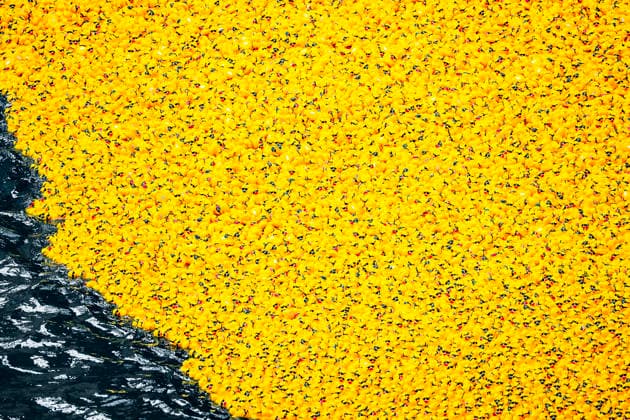 August 6, 2026, Chicago, Illinois, USA: 2026 Chicago Ducky Derby to benefit Special Olimpics. More than 90,000 rubber ducks were dumped into the Chicago River and later collected by the volunteers. Chicago USA - ZUMAk205 20260806_zmp_k205_030 Copyright: xSandraxKozintsevax