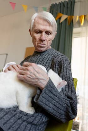 Ältere Hände, die eine weiße Katze zärtlich halten Elderly hands holding white cat with love and care at home. Senior cradling feline pet showing protective affection indoors. Grandfather clasping beloved animal with gentle devotion (License=RF) ,model released, Symbolfoto Copyright: xZoonar.com ElenaxSkorobogatovax 25345925 ,model released, Symbolfoto ,property released