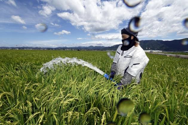 Aftermath of strong earthquake in Kumamoto A farmer irrigates a rice paddy with river water in Yatsushiro, Kumamoto Prefecture, on Aug. 6, 2026, after canals were damaged by a powerful earthquake that struck the southwestern Japan prefecture on July 28.  A14AA0005625281P