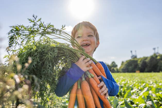 Smiling boy holds a fresh carrot harvest outdoors model released, Symbolfoto, Mainz RLP Germany Katzenberg 30 ALPF00290