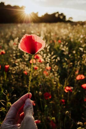 A hand holds a red poppy in a summer field during sunset model released, Symbolfoto, GMLF02276