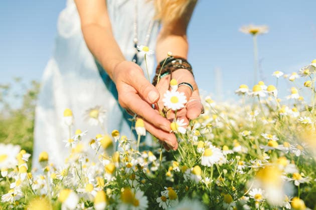 Woman touches chamomile flowers in a sunny field model released, Symbolfoto, SIF01643